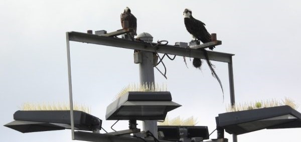 Protected ospreys likely in for a longer stay at La Jolla Tennis Club – San Diego Union-Tribune
