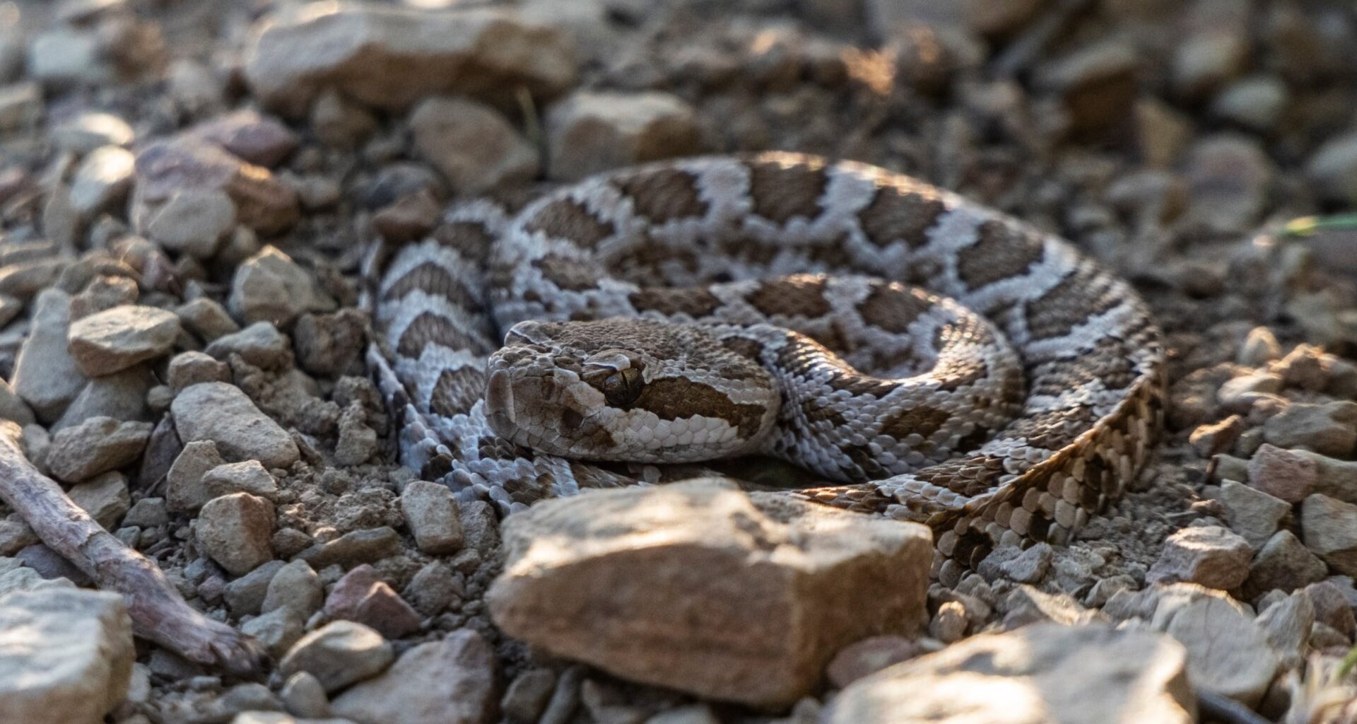 Rattlesnake