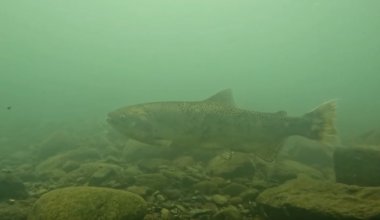 California Pulls Funding From Tribal Salmon Restoration on the McCloud River