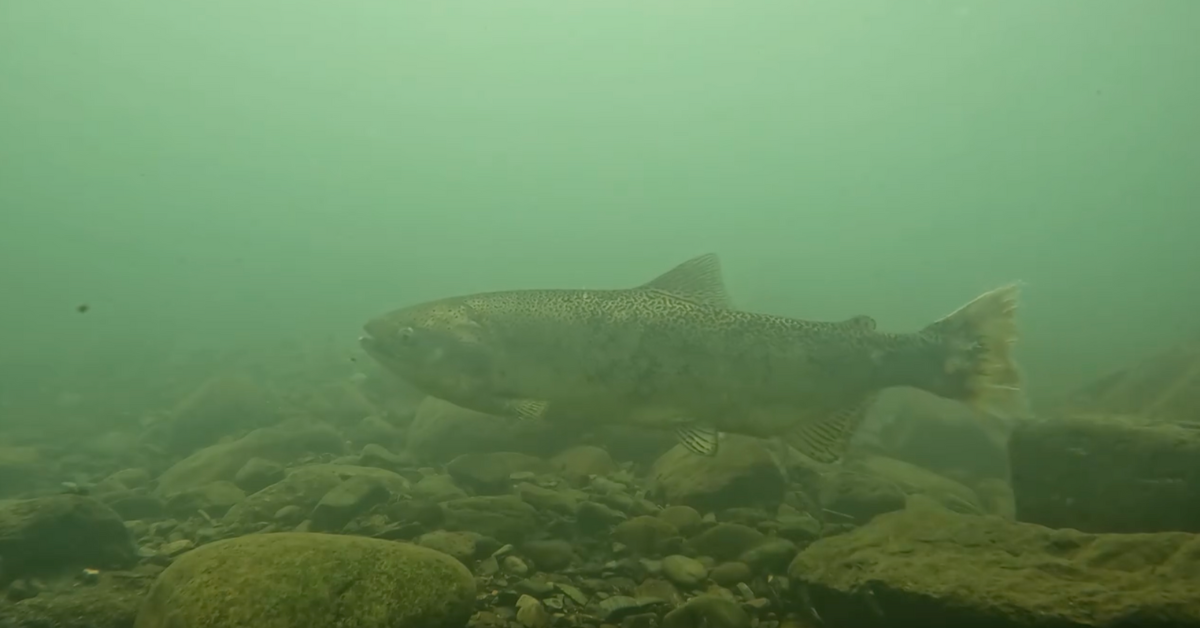 California Pulls Funding From Tribal Salmon Restoration on the McCloud River