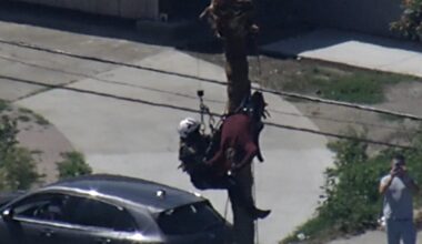 Crews rescue San Jose tree worker in distress dangling from tree