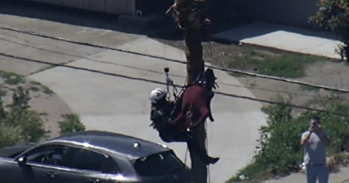 Crews rescue San Jose tree worker in distress dangling from tree