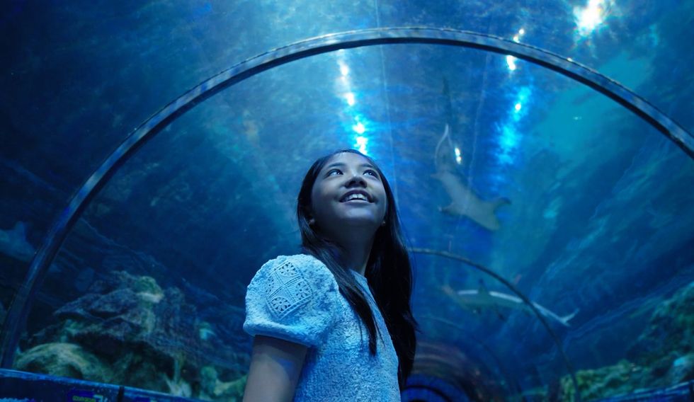 shark encounter seaworld san diego