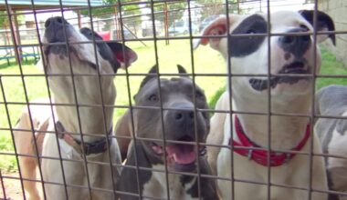 $14 million initiative announced for LA Animal Services – NBC Los Angeles