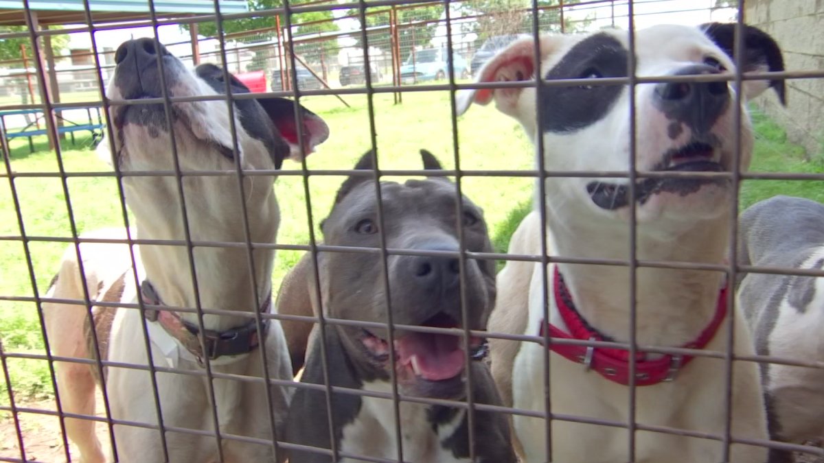 $14 million initiative announced for LA Animal Services – NBC Los Angeles