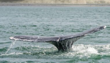 Whales Keep Dying In The Bay Area. A New Bill Aims To Fix That