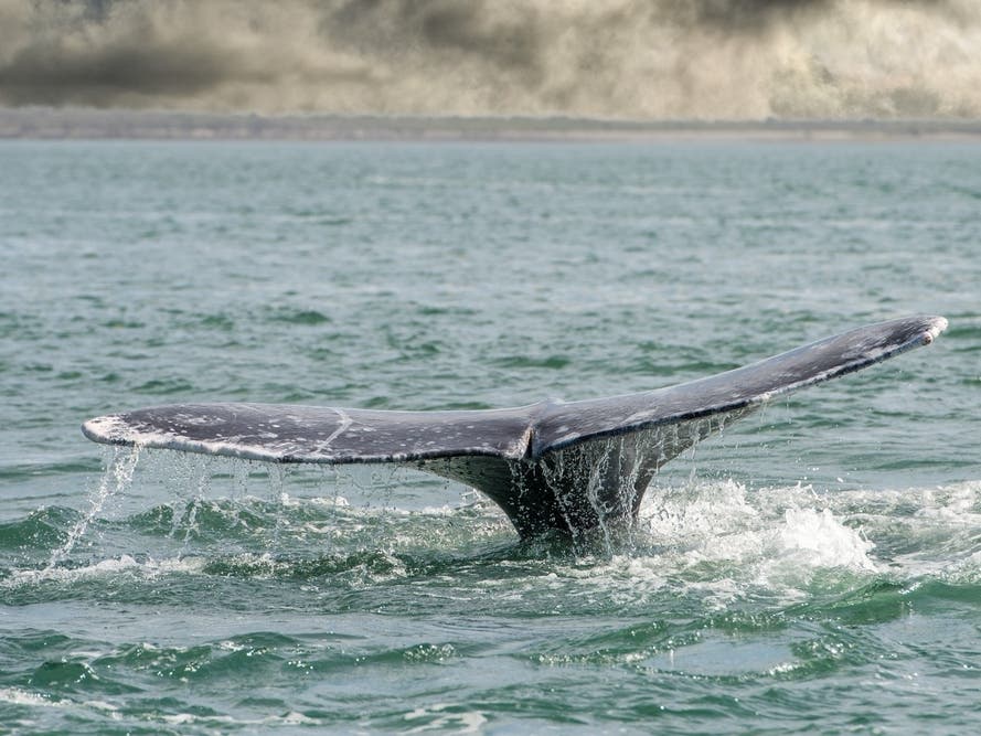 Whales Keep Dying In The Bay Area. A New Bill Aims To Fix That