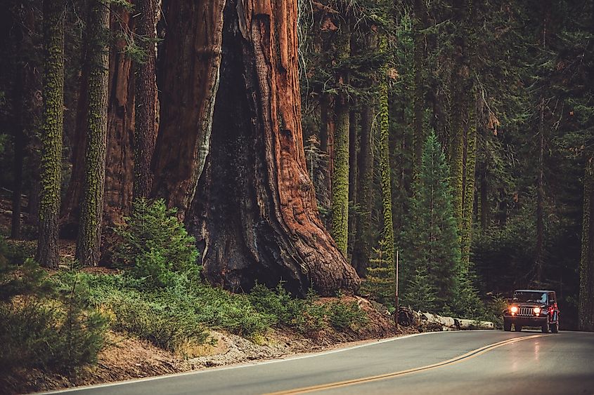 A car passing through Generals Highway in Sequoia National Park.