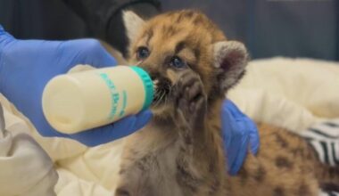 Mountain lion cub at Oakland Zoo becomes fan favorite online