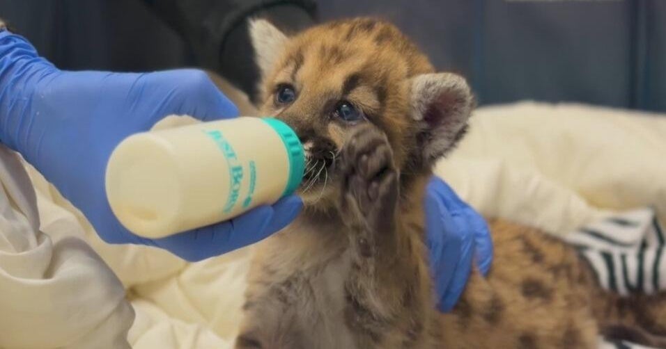 Mountain lion cub at Oakland Zoo becomes fan favorite online