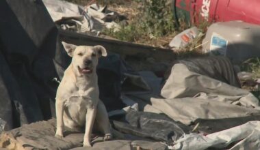 Stockton has become dumping ground for abandoned dogs, animal rescues say