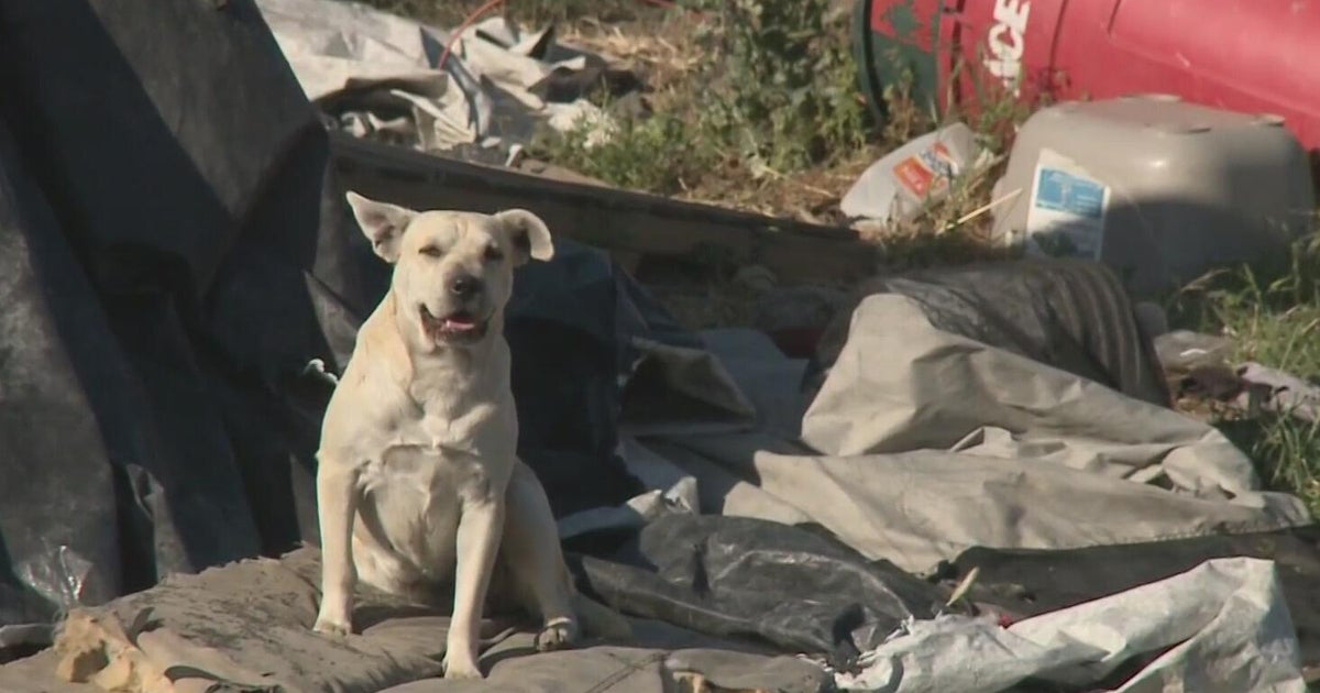 Stockton has become dumping ground for abandoned dogs, animal rescues say