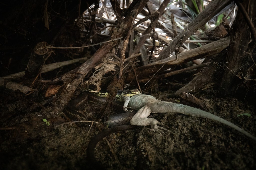 San Diego scientists are uncovering Baja’s mysterious creatures. Their new research shows there’s still a lot to learn.