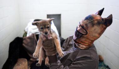 Orphaned coyote pup found in Valley Center finds new home