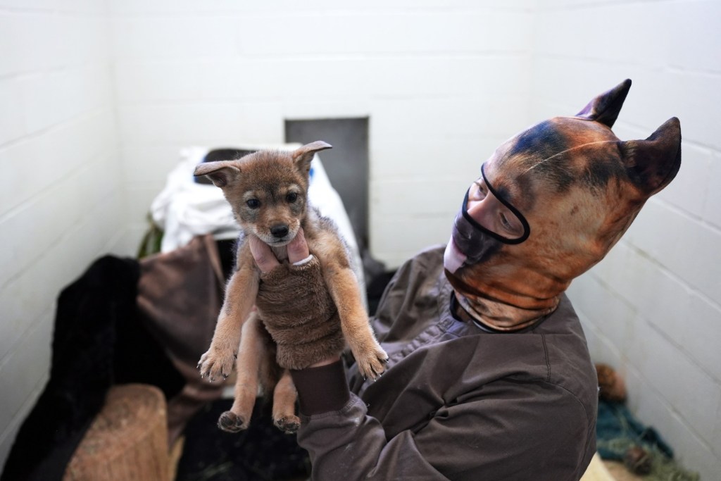 Orphaned coyote pup found in Valley Center finds new home