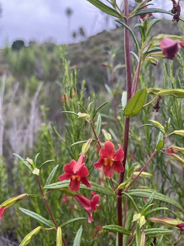 Red bush monkeyflower blooms along the trail. (Maura Fox / The San Diego Union-Tribune)