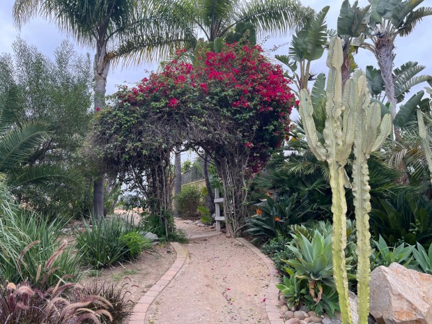 The trail into Sandrock Canyon begins under a bougainvillea archway. (Maura Fox / The San Diego Union-Tribune)