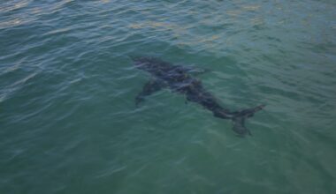 No great whites in San Diego, but El Niño could bring hammerheads