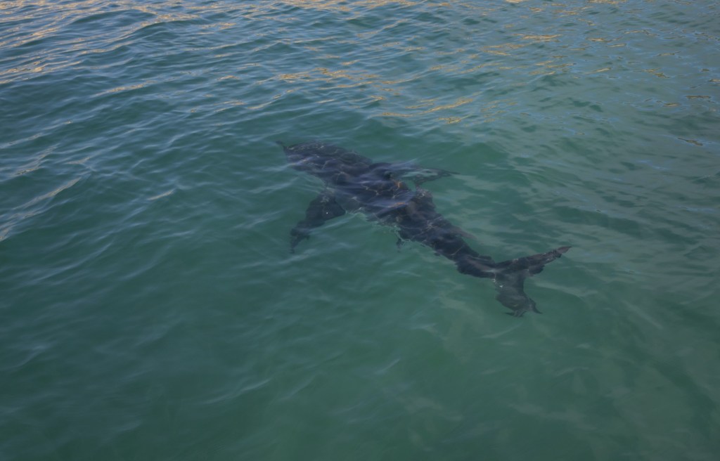 No great whites in San Diego, but El Niño could bring hammerheads
