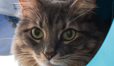 Cat looking for safe home and place to hide – San Diego Union-Tribune
