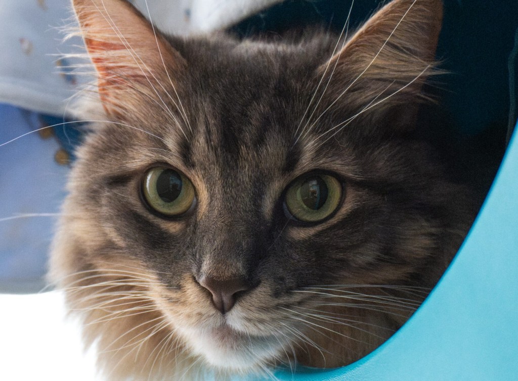 Cat looking for safe home and place to hide – San Diego Union-Tribune