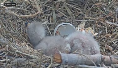 Second eagle chick born to Jackie and Shadow in California