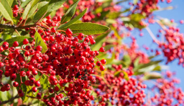 ‘California Holly’s’ Climate-Change Resiliency Offers Insight for Its Impact on Chaparral, CSUN Prof Says