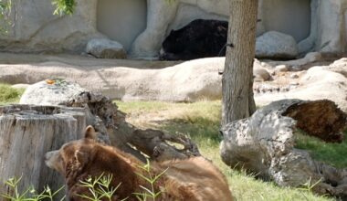 Calm Zoo makes final push for November ballot measure