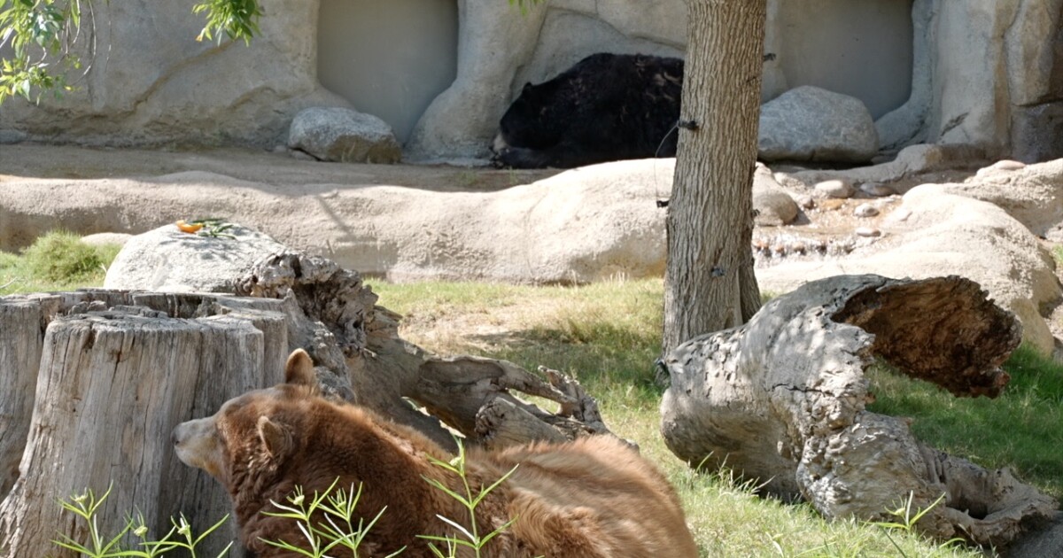 Calm Zoo makes final push for November ballot measure