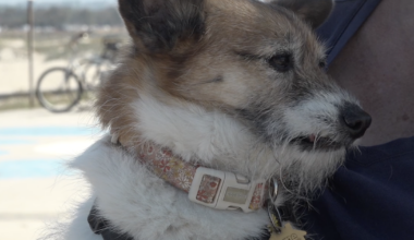 San Diego pet owners prepare for the anticipated Artemis II sonic boom