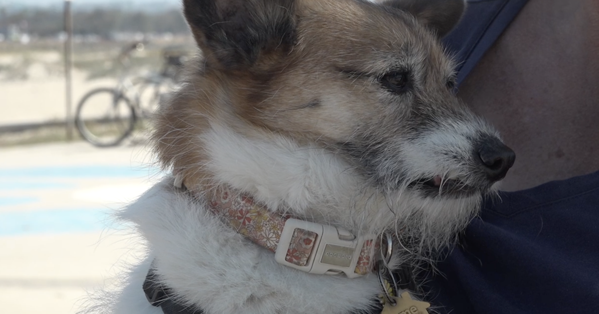 San Diego pet owners prepare for the anticipated Artemis II sonic boom