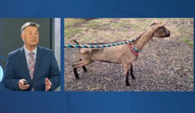 Malheur County Sheriff says seized dairy goats may stay in California