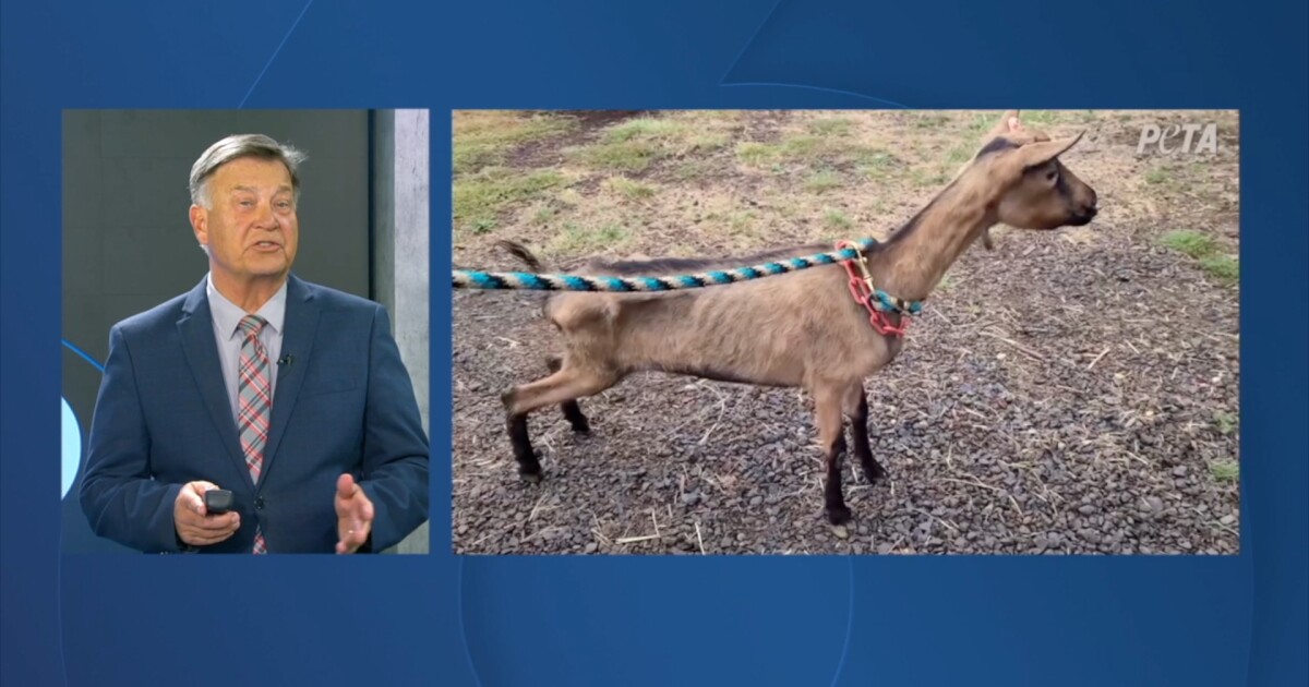 Malheur County Sheriff says seized dairy goats may stay in California