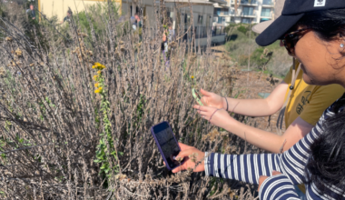City Nature Challenge gets more people observing nature — and more data for scientists