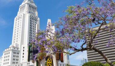 Jacaranda season is upon us. But wait, how do you pronounce ‘jacaranda’?