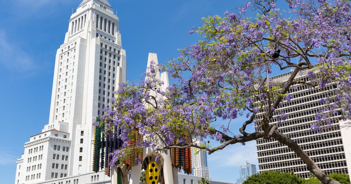 Jacaranda season is upon us. But wait, how do you pronounce ‘jacaranda’?