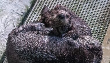 Two otters form a mother-daughter bond in Aquarium’s surrogacy program