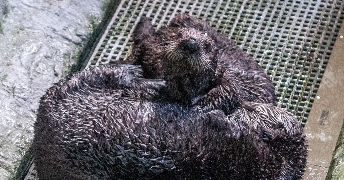 Two otters form a mother-daughter bond in Aquarium’s surrogacy program