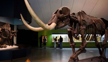 La Brea Tar Pits closing for two years in July