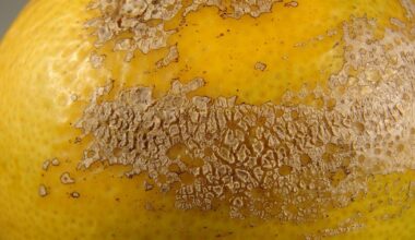 Citrus tree disease expands in LA and Orange counties