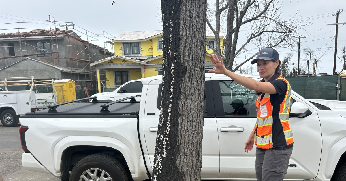 As California debates Zone Zero, researchers want to know: Can trees protect homes from fire?