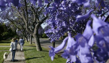 Purple canopies and carpets are back: LA treated to early jacaranda blooms