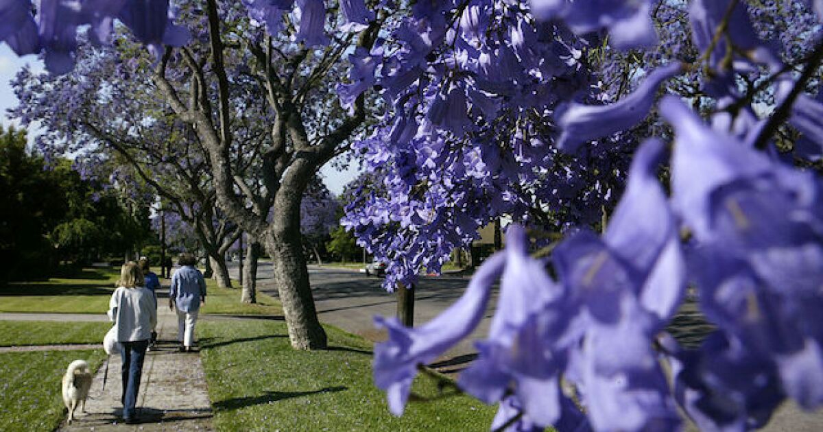 Purple canopies and carpets are back: LA treated to early jacaranda blooms