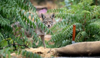 Coyote that attacked 4-year-old Carson boy linked to another attack