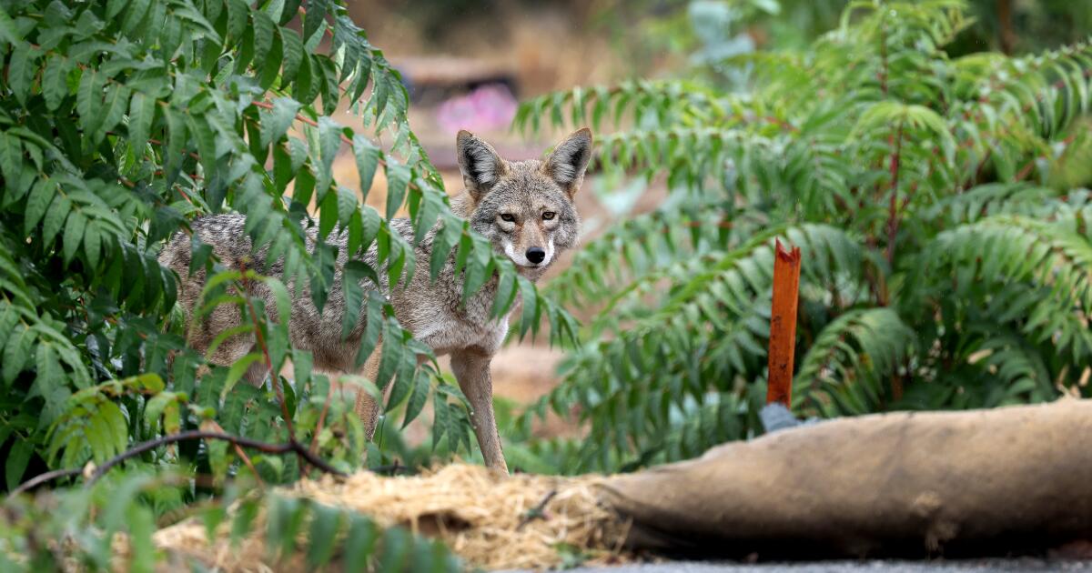 Coyote that attacked 4-year-old Carson boy linked to another attack