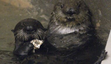 Sea otters Rey, Sunny debut in Long Beach, will be surrogate moms