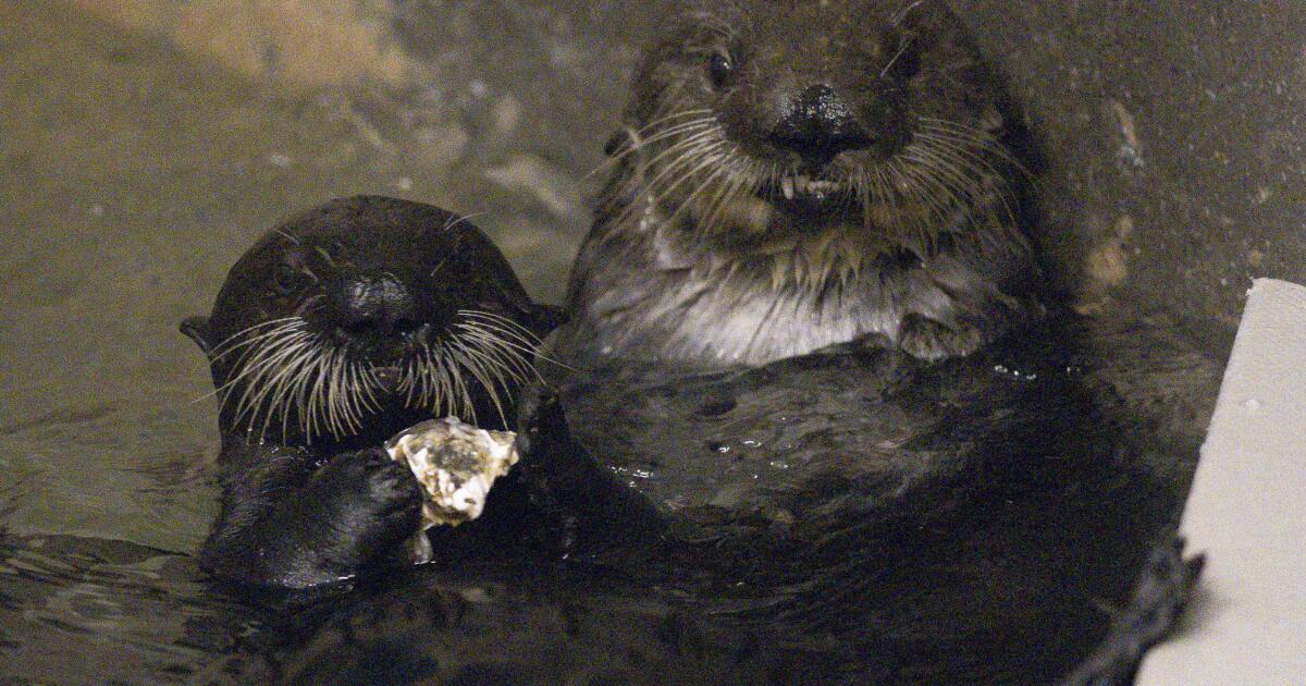 Sea otters Rey, Sunny debut in Long Beach, will be surrogate moms