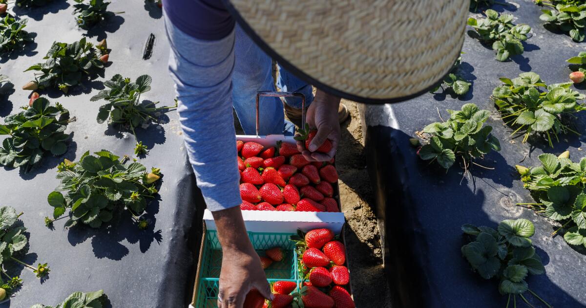 Contributor: ICE raids and migrant pay cuts are devastating California economies