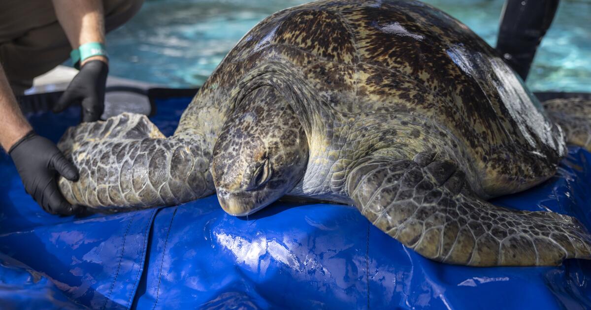 Sea turtle Meatloaf fights to keep flipper at Aquarium of the Pacific