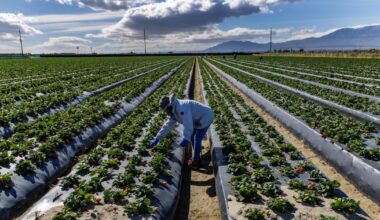 On California farms, workers say threats to deport them on the rise